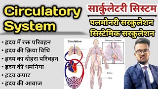 Circulatory System in hindi  Blood Circulation  Pulmonary Circulation  Systemic Circulation [upl. by Connett]