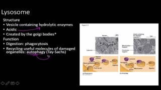 cell strucure and function for human physiology [upl. by Lennod974]