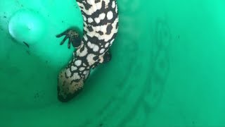 Pet Gila monster bites man who dies in what experts call a quotrare eventquot [upl. by Dene]