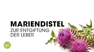 Mariendistel zur Entgiftung der Leber [upl. by Walling]