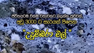 Udumbara Flowers I ඡීවිතයටම එකම වතාවකට බලන්න පුඑවන් අවු 3000 ට සැරයක් පිපෙන උදුම්බරා මල් [upl. by Eivi]