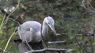 REIGER aan de maaltijd 2 [upl. by Oemac]