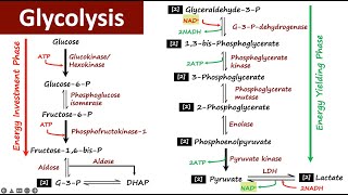 Glycolysis  Carbohydrate Metabolism  Biochemistry [upl. by Nada]