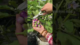 Harvesting round eggplants farming [upl. by Nathalie]