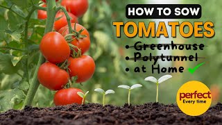 A Masterclass on How to Sow Tomato seeds for Perfect Germination [upl. by Cannell839]