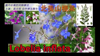 《靈丹妙藥的同類療法》 EP179  北美山梗菜 Lobelia Inflata [upl. by Eseenaj]