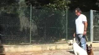 ADDESTRAMENTO CANI STORIA DEL METODO TRAINING CANE CONDUTTOREflv [upl. by Kreiner230]