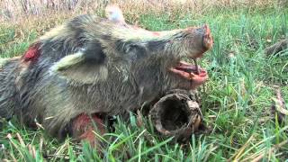 400 lb GIANT Texas Hog Bow Hunt [upl. by Vernon]