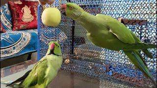 Mitthuwa baby parrot ko pyar se bula raha hai 😍 Talking parrot Destech [upl. by Tamra]