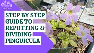 The Step by Step Guide to Dividing amp Repotting ButterwortsPinguicula [upl. by Auqinaj669]