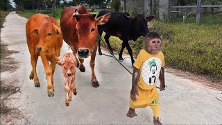 Best moments cow Best funny CUTIS amp Cows [upl. by Procto634]