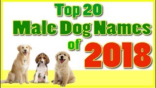 Top 20 popular Male Dog Names With Meanings  Boy Dog Names [upl. by Nwahsem]