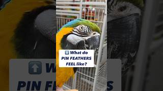 What Do Pin Feathers Feel Like parrots birds [upl. by Dukey]