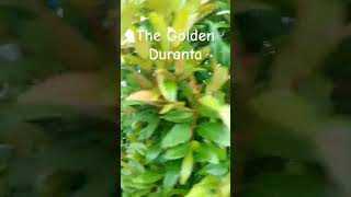 The Golden Duranta ytshorts nature duranta [upl. by Culliton883]