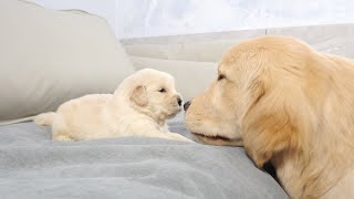 Golden Retriever Puppy Meets Brother Ten Times Older Than Him for First Time [upl. by Navap10]