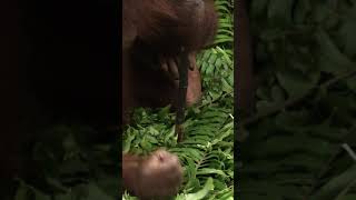 Orangutan Lesson 1 Tools  Smithsonian Channel Shorts [upl. by Egap]