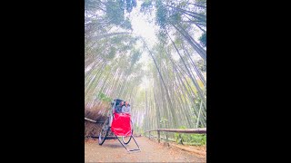 NGUYENING IN TOKYIO DAY 4 RICKSHAW RIDE IN ARASHIYAMA WALKING IN GION RYOKAN STAY [upl. by Nahs]