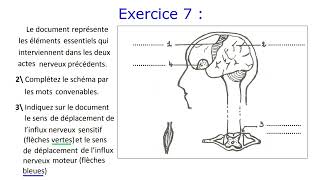 Le système nerveux  Exercices corrigés  3AC [upl. by Lledraw]