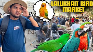 LALUKHET BIRDS MARKET GYE PARROT LENE [upl. by Horner193]