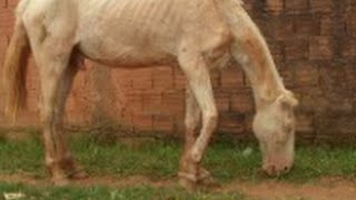 CjcNews HOMEM BATE EM CAVALO QUE É SEU GANHA PÃO [upl. by Abdul981]