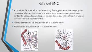 TEJIDO NERVIOSO NEUROGLIA [upl. by Rimaj]