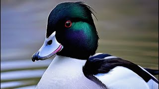 Up close with a bufflehead duck birds [upl. by Adine800]