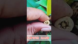 Sapodilla  Chiku  flower Hand pollination shortfeed greennature trendingshorts youtube [upl. by Cyndi801]