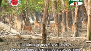 Nature and Life Episode 32 Natural Resources of Sundarbans [upl. by Ahterahs703]