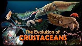 The Evolution of Crustaceans 🦐🦀 [upl. by Fita]