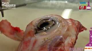 Dissection of Eye [upl. by Linnette257]