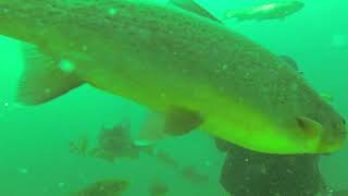 Gilboa 92624 Fish feed frenzy Dave W Gregors GoPro [upl. by Yenhpad837]