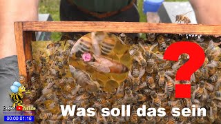 Ligustica  Die Bienenrasse mit dem gewissen Extra Oder Einblicke in die Beute [upl. by East]