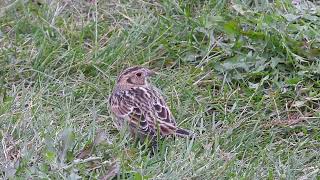 Lapland longspur at Greene Valley forest preserve [upl. by Nnairda]