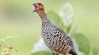 Painted francolin Francolinus pictus sound  Call and song [upl. by Hasan9]