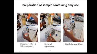 Estimation of Amylase Activity [upl. by Atekram]