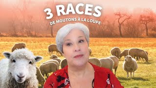 Y a pas que le mérinos dans la vie  3 races de mouton à la loupe [upl. by Akemrehs576]