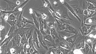 Beating Cardiomyocytes Isolated from neonatal rat heart [upl. by Oigile305]