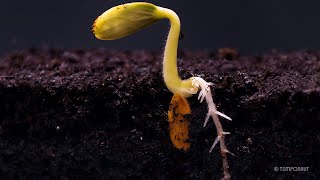 Root Growth Timelapse  Soil Cross Section [upl. by Eisinger889]