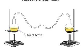 Microbiology  Louis Pasteurs experiment [upl. by Moe]