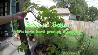 wisteria how to create bonsai tree for beginners [upl. by Sivam]