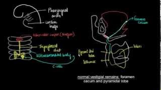 Embryology of Thyroid Gland  1 [upl. by Acacia807]