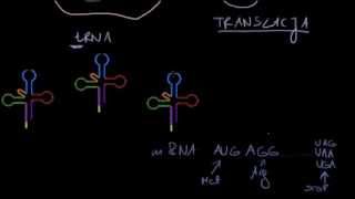 DNA i biosynteza białka [upl. by Fabrienne826]