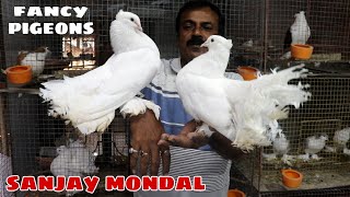 Lakka Pigeons of Sanjay Mondal  Sanjay Mondal fancy pigeon loft visit  9674664076 [upl. by Sherlock304]