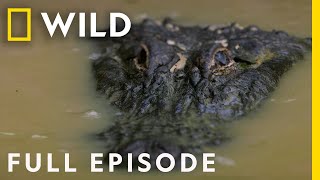 Predators of the Swamp Full Episode  Dead by Dawn [upl. by Miculek]