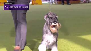 Standard Schnauzers  Breed Judging 2024 [upl. by Lian58]