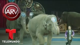 Elefantes harán último acto de circo hermanos Ringling  Al Rojo Vivo  Telemundo [upl. by Elwood]