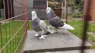 Ready For Breeding Pair West Of England Tumbler Pigeons Bradford West Yorkshire UK [upl. by Drawets]