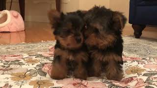 Sweet Yorkshire Terrier Pups Playing [upl. by Imogene]