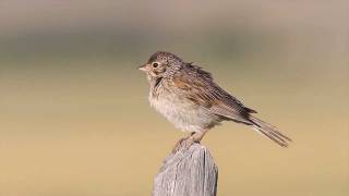 Vesper Sparrow [upl. by Radack]