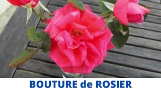 Bouture de ROSIER très FACILE [upl. by Rhianon]